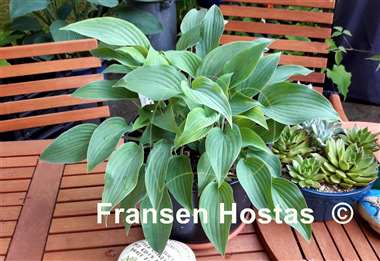 Hosta Mad About Blue